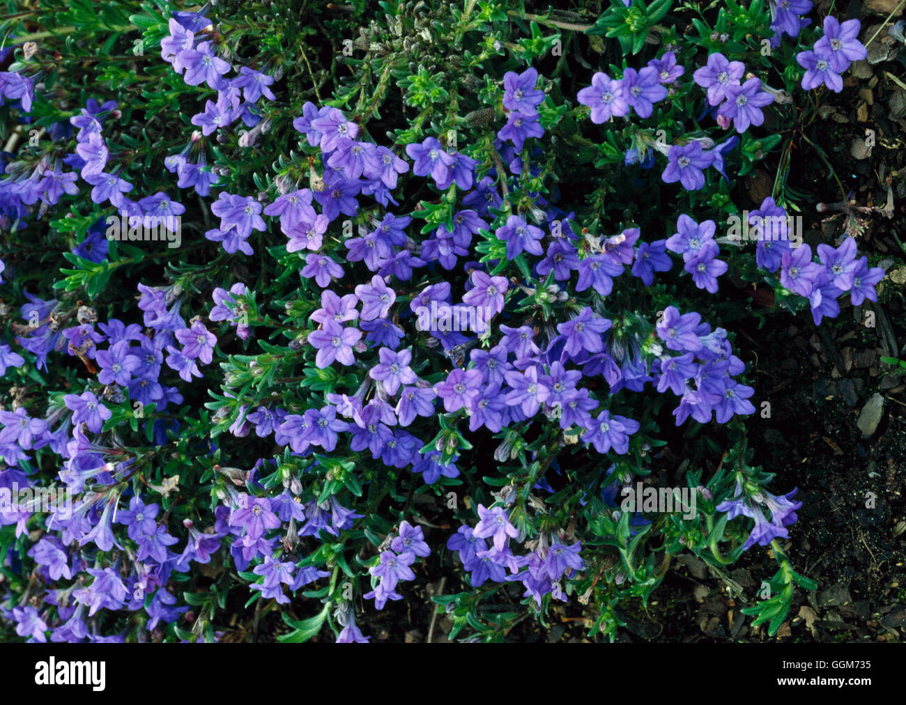 Lithodora diffusa - `Heavenly Blue' AGM - (Syn Lithospermum diffusum `H.B.')   TRS019088     Photos Stock Photo